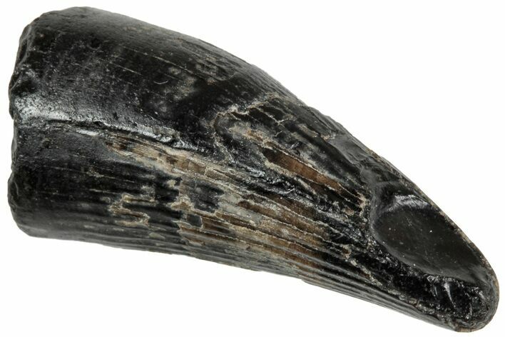 Rare, Cretaceous Crocodile (Goniopholis) Tooth - England #316994